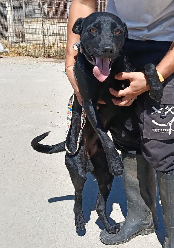 NEREO DOLCE CAGNOLINO Foto 3